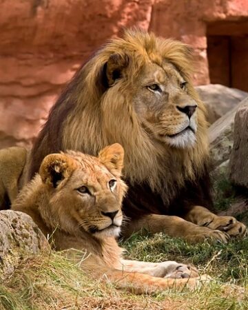Safari Tours
