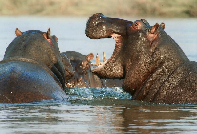 hippopotamus-hippo