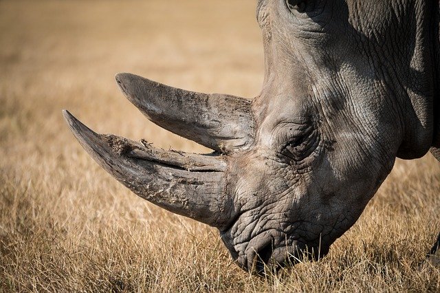 rhinoceros-Africa-safari