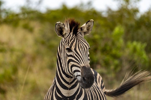 safari-africa-zebra