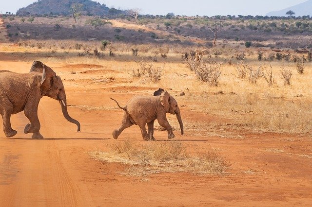 safari-africa