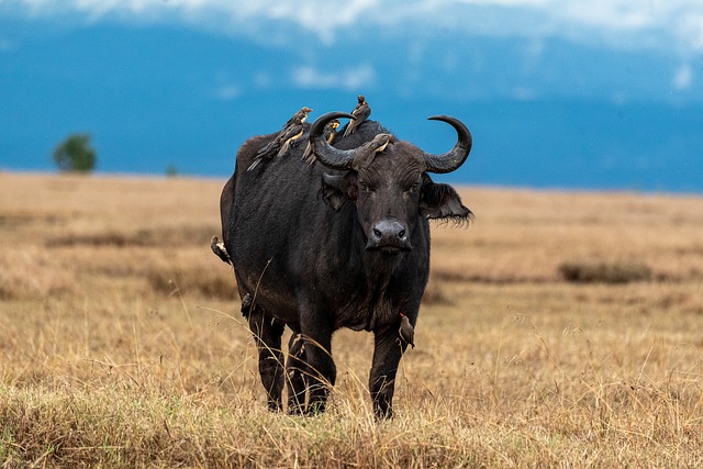 water-buffalo-samburu-Kenya-Africa
