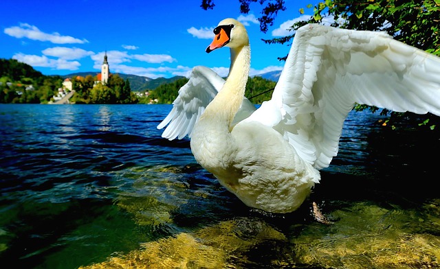 slovenia-lake-swan