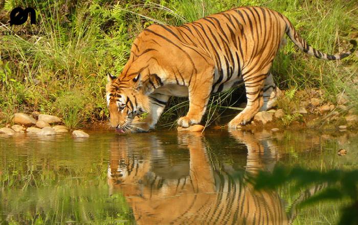 bardiya-wildlife-safari