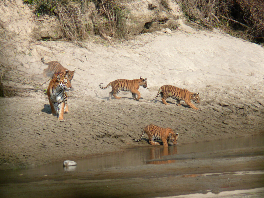 bengal-tigers-in-bardia-national-park-in-nepal