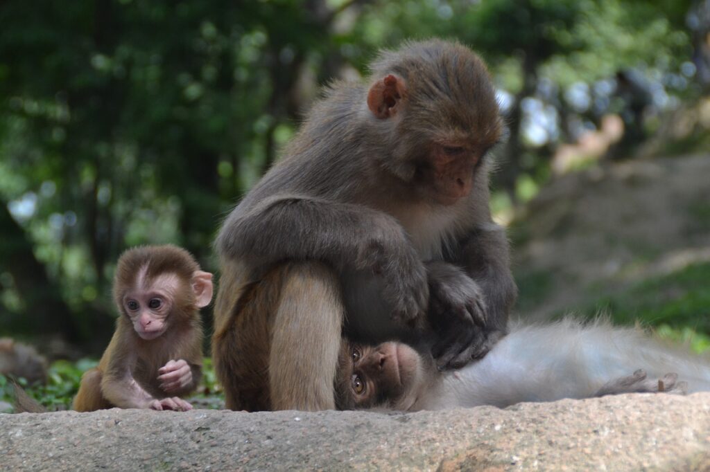 monkey-baby