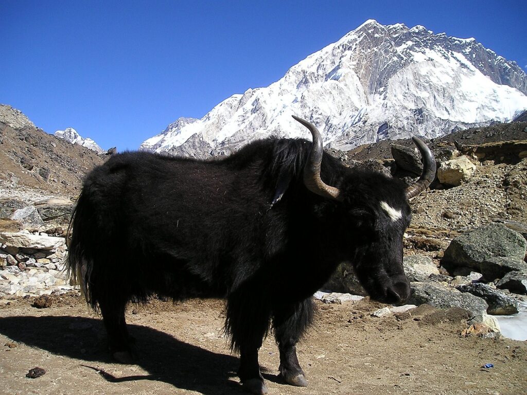 nepal-yak